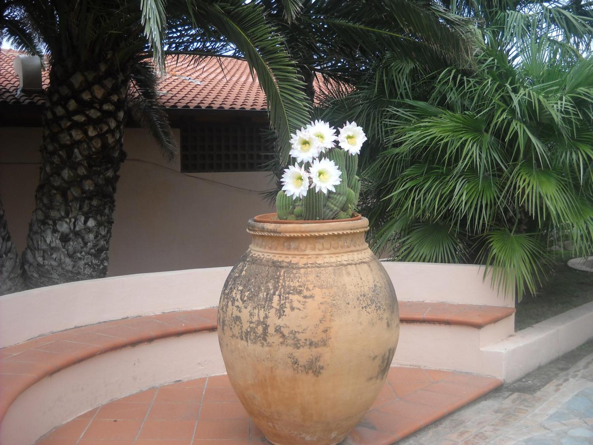 Hotel Villaggio Cala Di Volpe Капо Ватикано Екстериор снимка